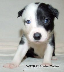 Black and white Female border collie puppy